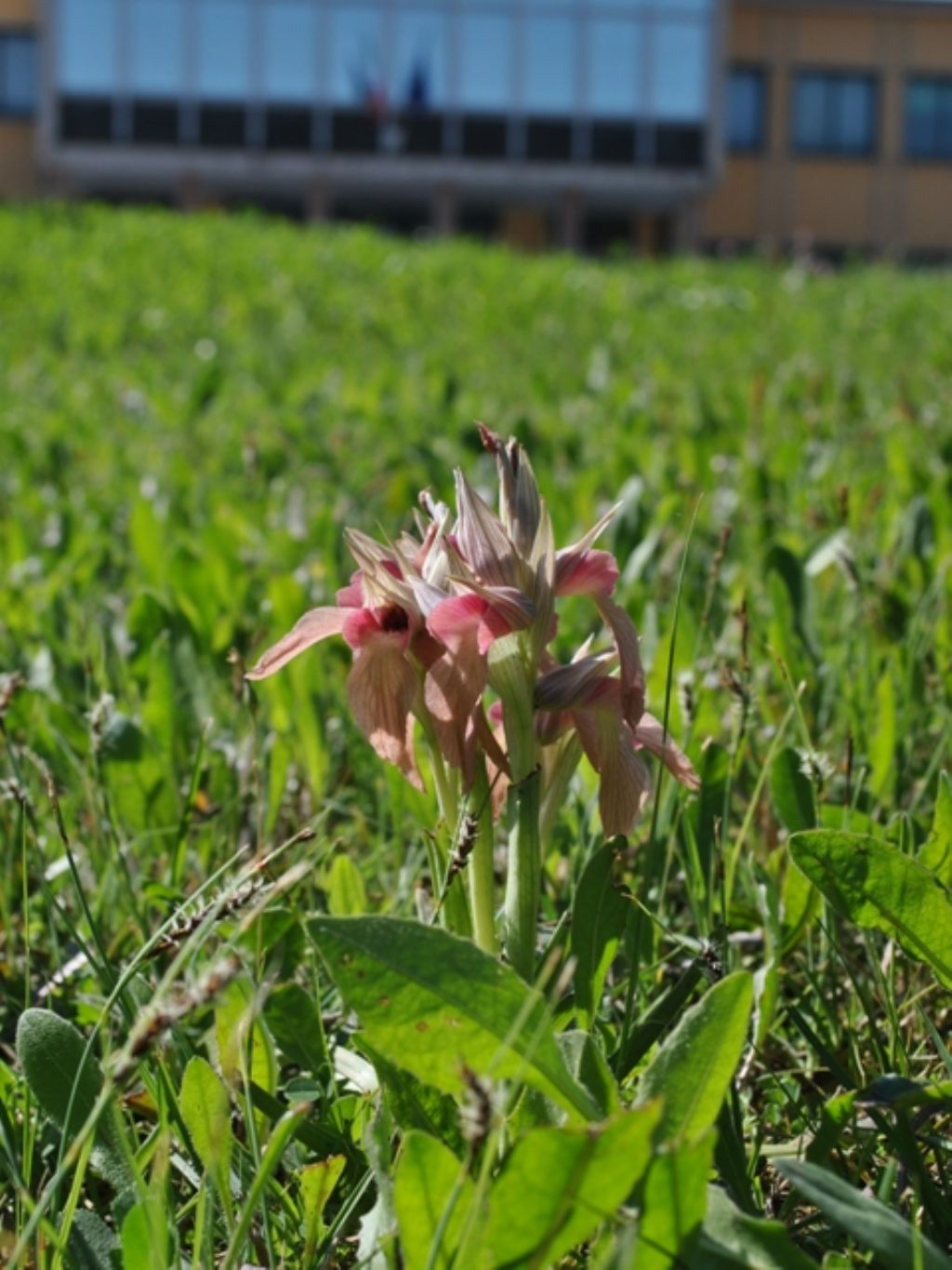 orchidee in ... municipio